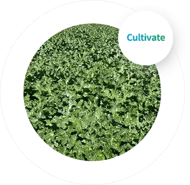 Cultivate